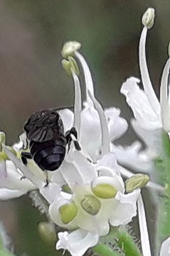 Réf. 329 624 : Hylaeus sp.
